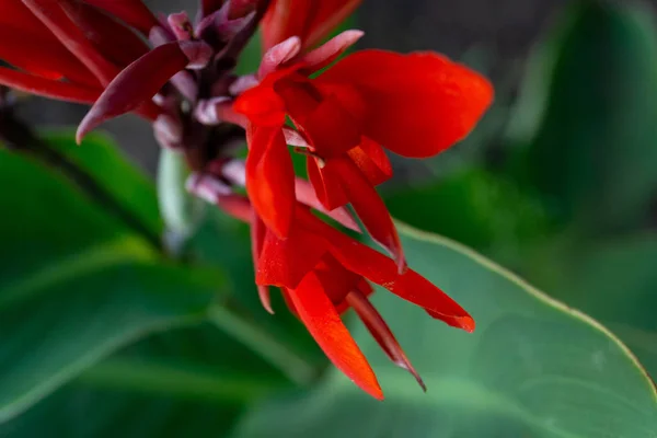 Rode Canna Bloemen Close Met Onscherpe Achtergrond — Stockfoto