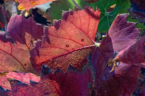 Фиолетовые Листья Винограда Капли Росы Близко — стоковое фото