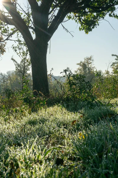 Vom Tau Nasses Gras Herbstmorgen — Stockfoto