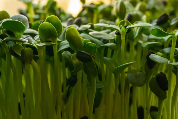 Germinated Sunflower Seeds Close — 스톡 사진