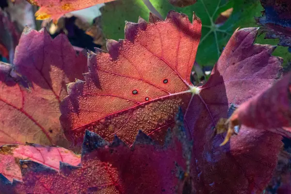 Folhas Uva Roxas Com Gotas Orvalho Fechar — Fotografia de Stock