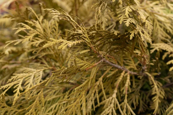 Yellow Orange Green Juniper Branches Close — Stockfoto