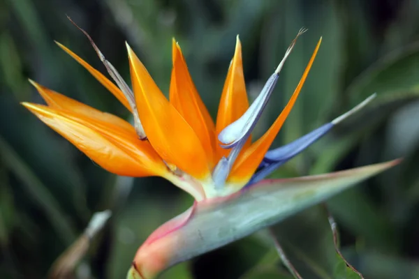 Strelitzia Orange Bird Paradise Bloemen Verenigde Staten — Stockfoto