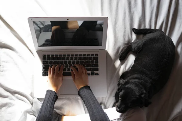 Woman working with laptop at home next to her dog. Work at home concept.