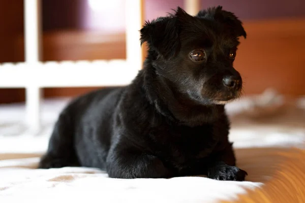 Black dog on top of the bed. Black dog concept.