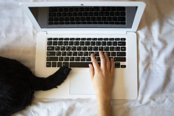 Top view of a person working on the computer next to a dog tail. Concept of working at home with pets.