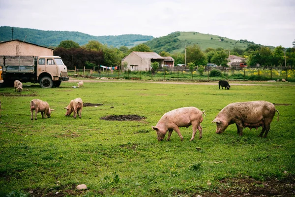 Pigs in countryside