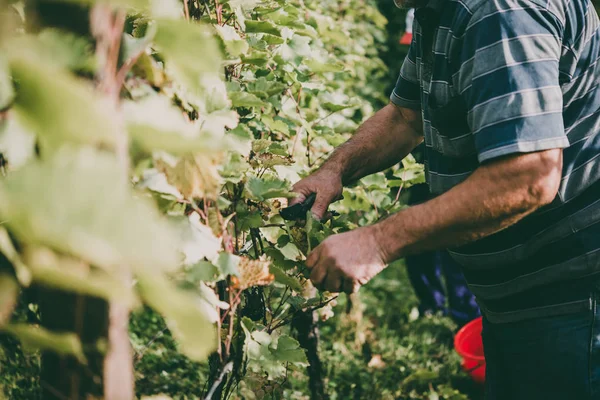 Harvesting in Kakheti region, Georgia — Stock Photo, Image