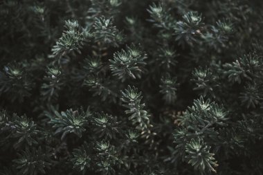 yeşil yapraklar arkaplan