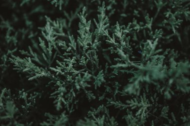 yeşil yapraklar arkaplan