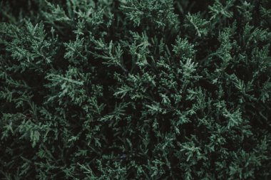 yeşil yapraklar arkaplan