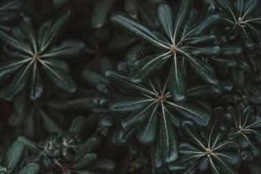 yeşil yapraklar arkaplan