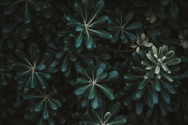 yeşil yapraklar arkaplan