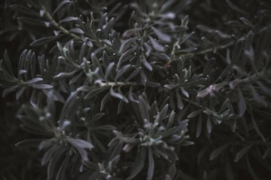 yeşil yapraklar arkaplan