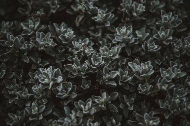 yeşil yapraklar arkaplan