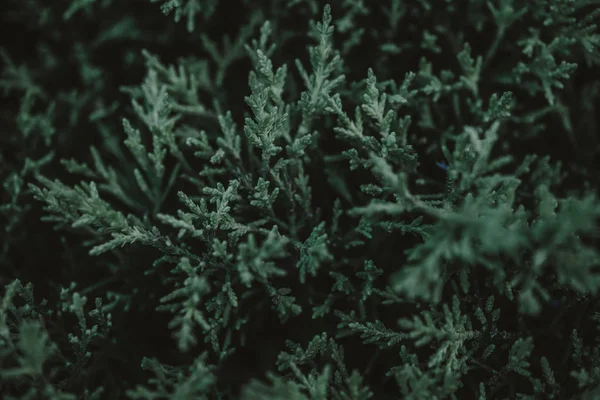 yeşil yapraklar arkaplan