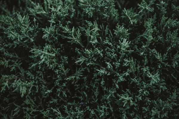 yeşil yapraklar arkaplan