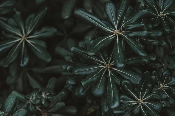 yeşil yapraklar arkaplan