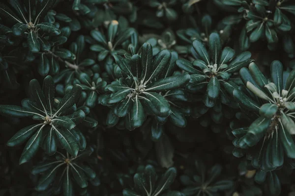 Green leaves background — Stock Photo, Image