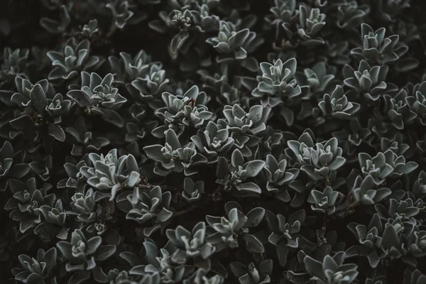 Green leaves background