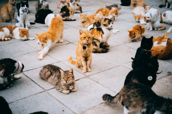Cats shelter in Cyprus — Stock Photo, Image