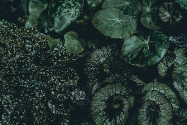 植物の背景 — ストック写真