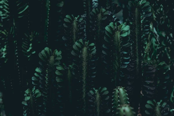 식물 배경 — 스톡 사진