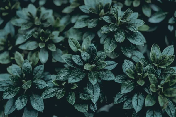 植物の背景 — ストック写真