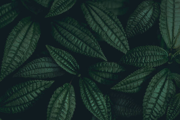 Фон растений
