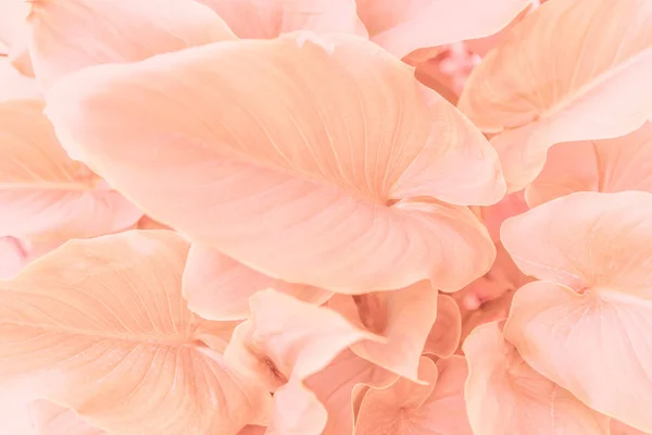 Różowy Tropikalne Liście Obrazu Tła — Zdjęcie stockowe