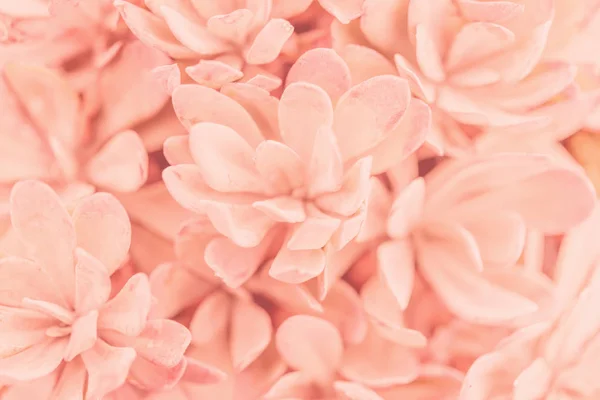 Pinkfarbene Pflanze — Stockfoto