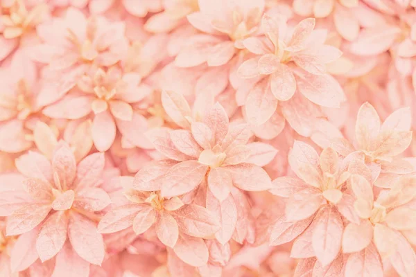 Pink plant — Stock Photo, Image