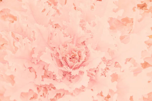 Planta rosa — Foto de Stock