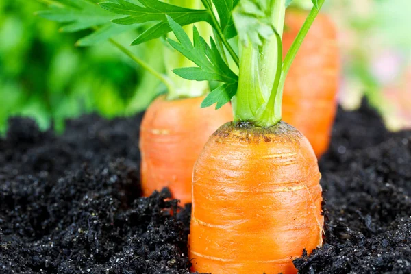 Морква з зеленим крупним планом — стокове фото