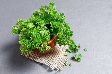 taze ve yeşil maydanoz yakın çekim