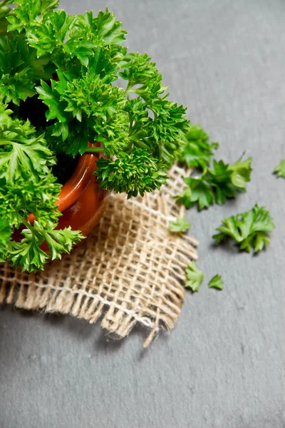Fresh and green parsley close up — Stock Photo, Image