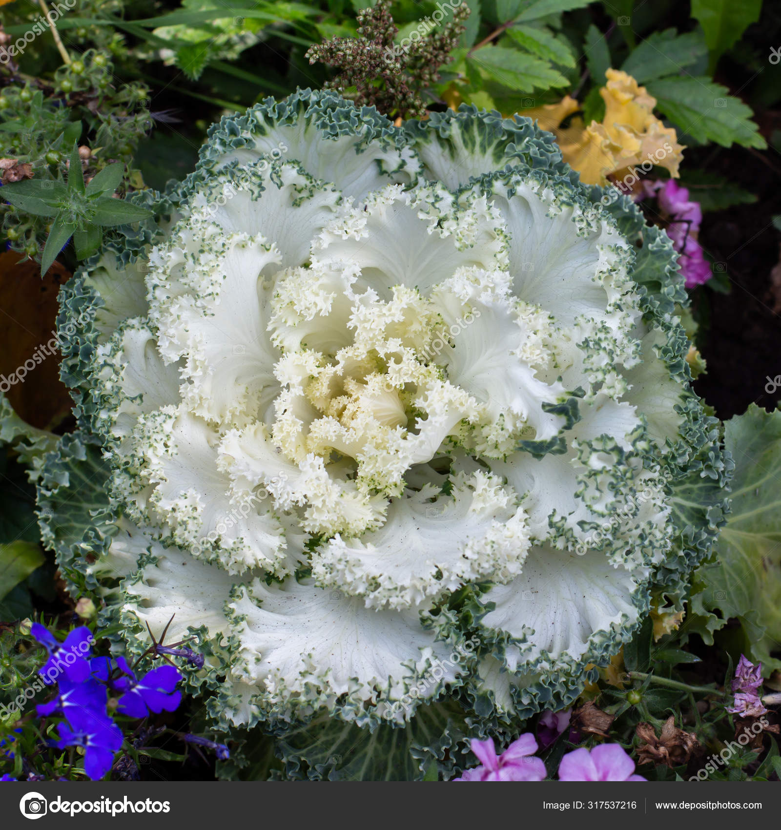 Decorative white green cabbage flower, top view. Beautiful tasty fresh