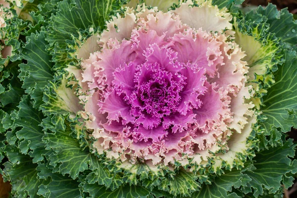Decoratieve roze magenta groene kool bloem. Prachtige biologische groente. Krullenkool — Stockfoto
