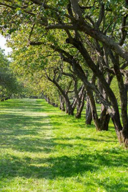 Meyve bahçesi, sırayla dikilmiş elma ağaçları, şehir bahçesi, arka plan. Doğal meyve bahçesi parkı, dikey perspektif