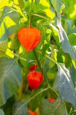 Çalıların üzerinde sallanan portakal salatası meyvesi. Taze doğal fizsalis solanaceae.
