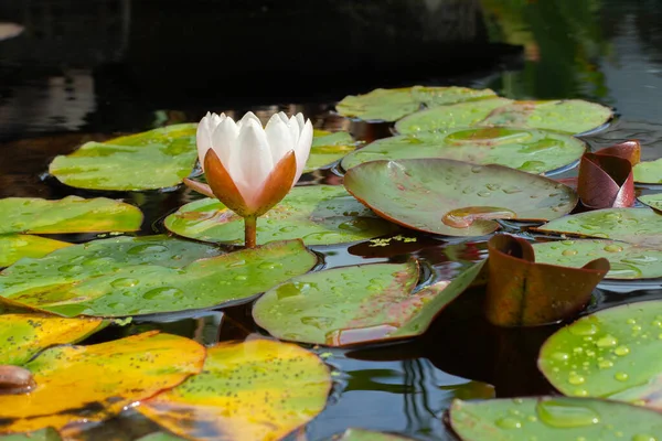 Blommande vit lotus, knopp av en näckros blomma bland i en damm, vatten växt sjö dekoration — Stockfoto