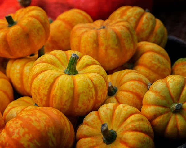 Una pequeña calabaza decorativa con rayas amarillas anaranjadas, montón de calabazas, primer plano. Cosecha, Decoración con Calabazas Enanas, Fondo de Fondo — Foto de Stock