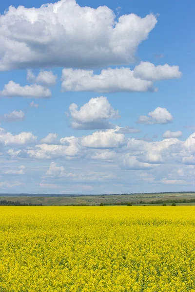 Paisaje vertical de una pradera de colza en flor, cielo azul claro con exuberantes nubes blancas — Foto de Stock