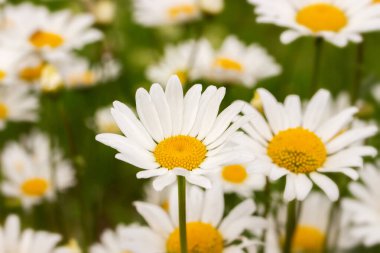Çiçekli papatya çayırı, büyük beyaz papatya çiçekleri yakın plan, arka plan doğa, vahşi papatya çiçekleri doğada