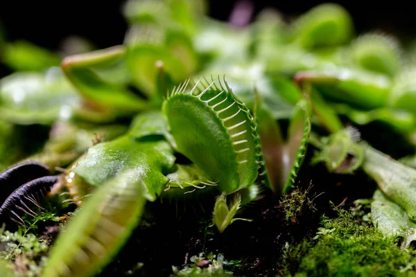 Rovväxten Dionaea muscipula av familjen Droseraceae, kallad Venus flugfälla. Skärfälla med vassa tänder — Stockfoto