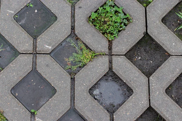 Çevre dostu bir araba parkının dokusu, beton asfalt hücreleri. Yağmurdan sonra doğal çim ile açık hava otoparkı