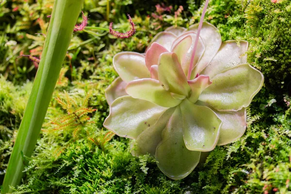 Pinguicula tinas rovväxt växer i regnskogen. färsk naturlig pinguicula närbild natur — Stockfoto