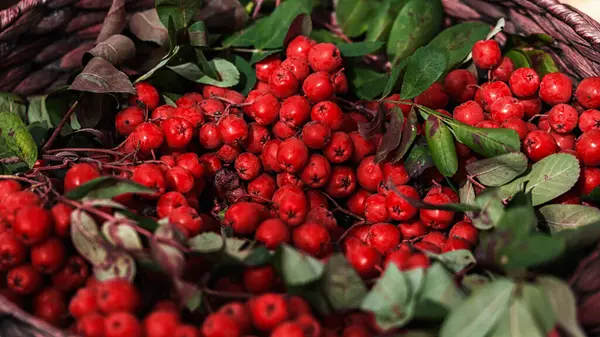 Bacche di sorbo rosso scarlatto primo piano. Frutta di Rowan su rami con foglie in un cesto di vimini, raccolta — Foto Stock