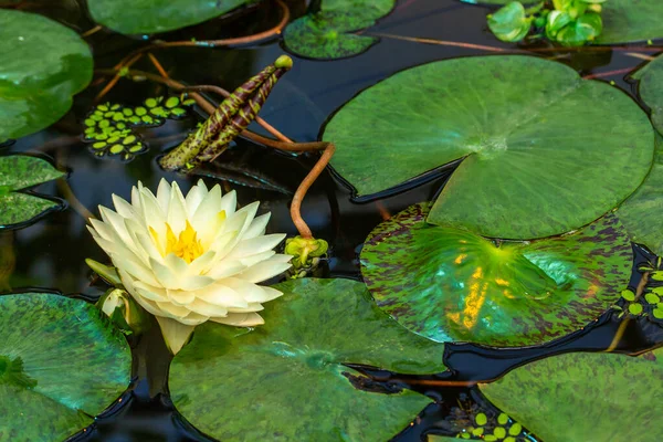 Blomma vit lotusblomma, akvatisk växt vatten lilja — Stockfoto