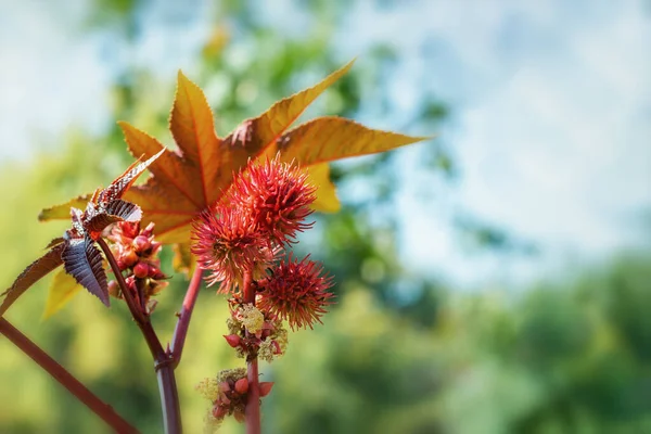 Ricinus Communis, kırmızı dikenli meyveler ve büyük oyulmuş yapraklar. Yağ tohumu, tıbbi, sağlıklı ve süs bahçesi bitkisi..